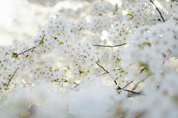 Beautiful cherry tree blossoming on spring. Beauty in nature. Tender cherry branches on spring day outdoors.