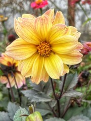 Beautiful yellow dahlia flower with bright petals flaunts on a sunny day. Beautiful flowering in summer, photo front view, close-up.