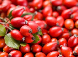 Close up view of rosehip berries. Rosa Canina berries. Dog rose plant. Red forest berries. Wild berries. Aramotherapeutic plants	