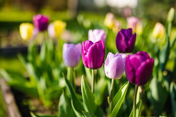 Colorful tulips grow in flower bed in the spring garden. Beautiful nature.