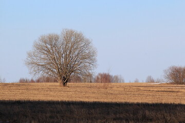 fields thawed from snow in early spring