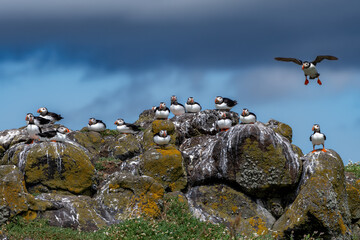 Group Of Seabird Species Atlantic Puffin (Fratercula arctica) On The Isle Of May In The Firth Of...
