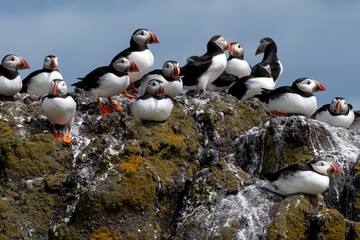 Group Of Seabird Species Atlantic Puffin (Fratercula arctica) On The Isle Of May In The Firth Of...