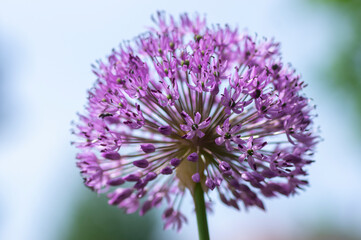 Allium hollandicum persian onion dutch garlic purple sensation flowering plant, ornamental flowers in bloom