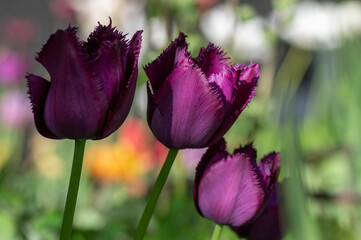 Dark purple red fringed crispa Curly Sue tulips in bloom, beautiful ornamental tulip flowers in bloom