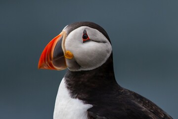 Seabird Species Atlantic Puffin (Fratercula arctica) On The Isle Of May In The Firth Of Forth Near...