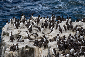 Fototapeta premium Breeding Seabirds Common Guillemots (Uria Aalge) On Cliffs At The Atlantic Island Isle of May In Scotland, UK