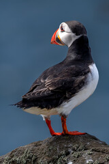 Seabird Species Atlantic Puffin (Fratercula arctica) On The Isle Of May In The Firth Of Forth Near Anstruther In Scotland
