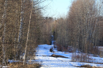 Old road in the forest in early spring on a sunny evening