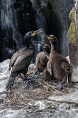 Nest With Three Chicks Of Seabird Species Shag (Gulosus aristotelis) On The Isle Of May In The...