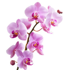 Beautiful purple phalaenopsis orchids against a Transparent background showcasing their vibrant colors and delicate petals, PNG background images beautiful purple phalaenopsis orchids for realistic