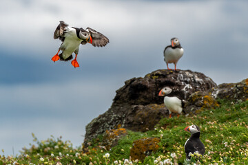 Group Of Seabird Species Atlantic Puffin (Fratercula arctica) On The Isle Of May In The Firth Of Forth Near Anstruther In Scotland