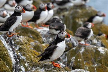 Fototapeta premium Group Of Seabird Species Atlantic Puffin (Fratercula arctica) On The Isle Of May In The Firth Of Forth Near Anstruther In Scotland