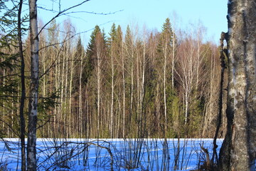 forests of north-eastern Europe in early spring on a sunny evening