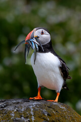 Seabird Species Atlantic Puffin (Fratercula arctica) With Sandeels On The Isle Of May In The Firth...
