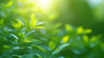 Vibrant Green Leaves Basking In Sunlight