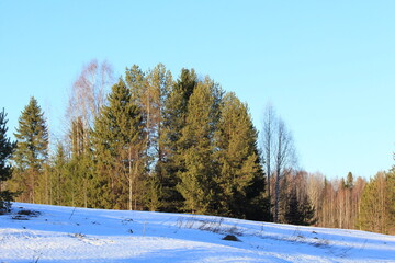 forests of north-eastern Europe in early spring on a sunny evening
