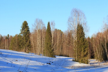 sunny evening in the forests of north-eastern Europe in early spring