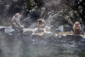 Obraz premium Macaques relaxation and Play at the Hot Spring