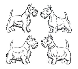 Minimalist, black-and-white line art illustration of a Scottish terrier dog
