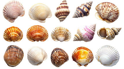 Colorful shell collection beach nature underwater isolated on transparent background