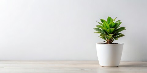 Fototapeta premium Indoor Plant in White Pot - Isolated, White Background, Copy Space