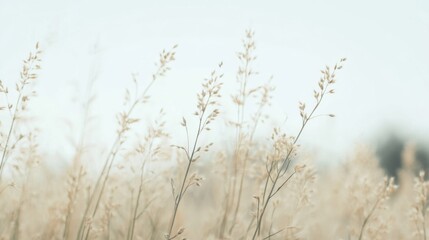 Soft focus of tall golden grass in a field under a pale sky. Potential use for nature, tranquility, or background imagery