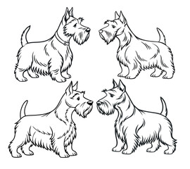 Minimalist, black-and-white line art illustration of a Scottish terrier dog