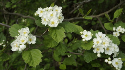 Blooming hawthorn tree