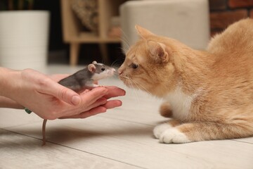 Woman introducing cat with rat on floor at home, closeup