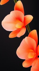 Orange orchids on black background