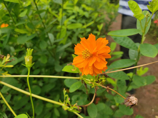 Cosmos sulphureus flower in the garden