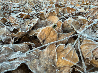 Frost covered leaves on the ground close up background