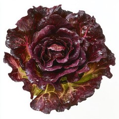 Obraz premium Red Butterhead Lettuce: A close-up shot showcasing the intricate details of a vibrant red butterhead lettuce, with its ruffled leaves and deep crimson hues.