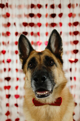 St. Valentine's Day concept. Funny German shepherd dog wearing red bow tie, on white background with red hearts. Pet in love celebrating valentines day. Love romance postcard