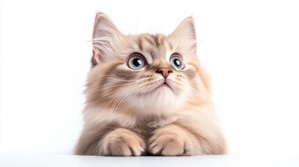Blue-eyed Cream Tabby Cat Looking Up Curiously. Generative AI