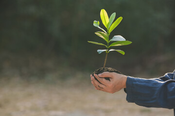 Saplings in the hand
The concept of World Environment Day and sustainability Natural bokeh blur background
