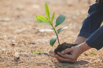 Seedling in hand World environment concept for clean air The concept of restoring dry nature giving birth to new life