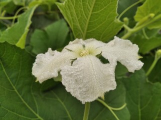 Lagenaria siceraria calabash bottle gourd white flowered gourd long melon birdhouse gourd plants flower