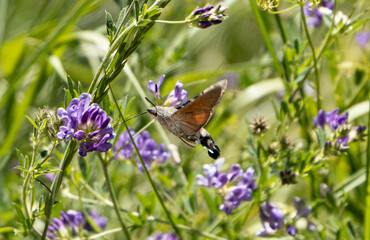 Butterfly gracefully sipping nectar from vibrant purple flowers in a sunny meadow during springtime
