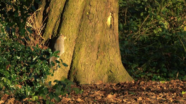 Cute grey squirrels play chase in autumn woodland