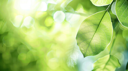 green leaf background