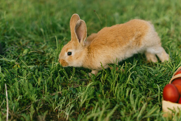 Red rabbit is chewing the green grass. food for rabbits. Easter eggs with a rabbit on the grass.