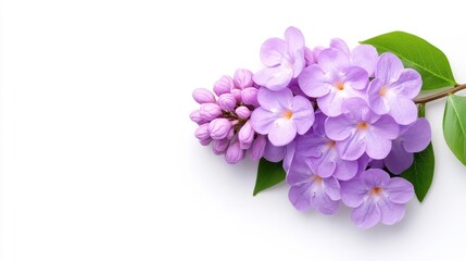 Elegant Purple Lilac Flowers on White. Generative AI