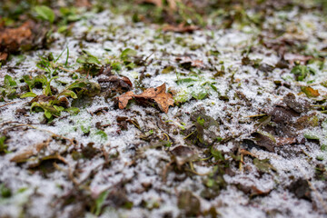 Detailed close-up of fungi growing on a decaying tree trunk