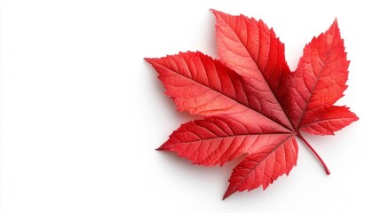 Close-up of a Bright Red Autumn Maple Leaf. Generative AI