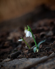 Close-Up of Snowdrop Flower Growing on Forest Ground in Early Spring