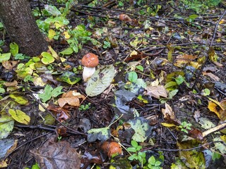 Leccinum albostipitatum mushrooms after rain in autumn forest