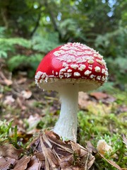 Fly agaric