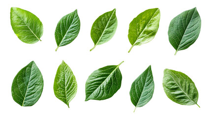 Fototapeta premium Exploring diverse leaf varieties nature botanical images outdoors isolated on transparent background